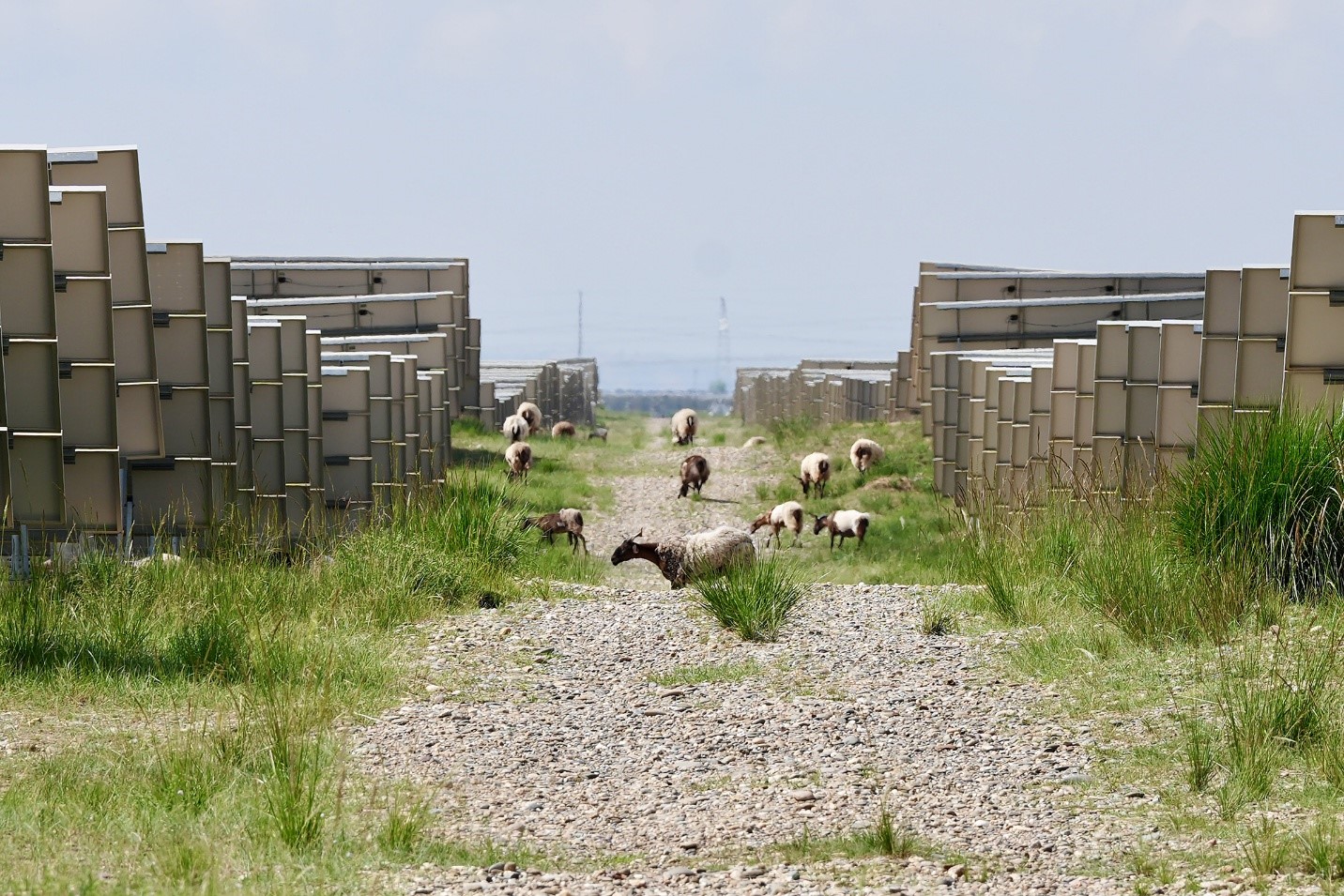 A flock of sheep grazes beneath rows of solar photovoltaic panels in the Talatan area of the Hainan Zang Autonomous Prefecture in northwest China's Qinghai Province. Chang Ruixiang/CGTN